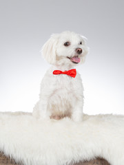 Maltese dog wearing a red bow. Funny dog picture taken in a studio with white background.