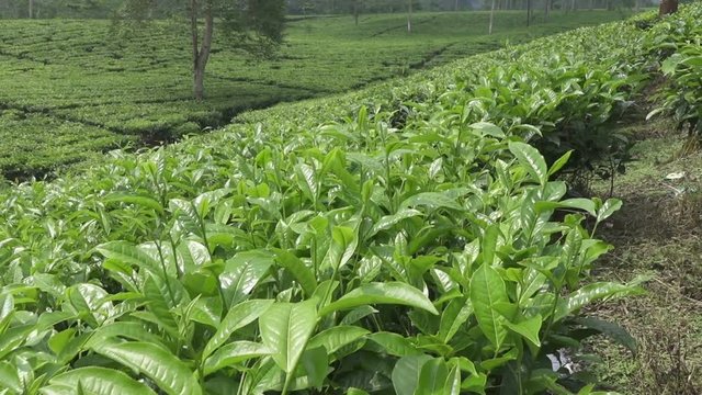 Tea plantation in Wonosobo. Indonesia, Java