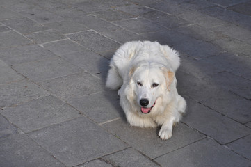 white dog mammal animal