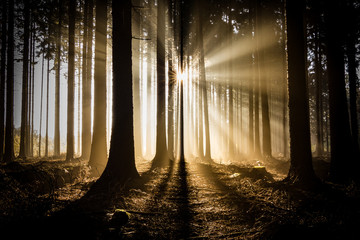 Amazing hazy morning with sun peaking among trees. Sun rays creating very mystical and beautiful...