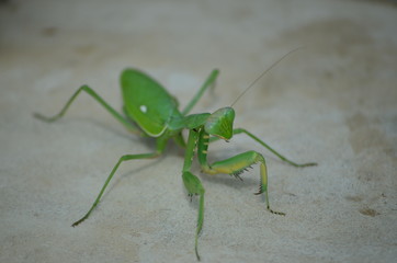 MANTIS RELIGIOSA