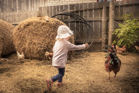 child farmer playing fun in farm barn with chiken cock in rustic poultry house in countryside farmyard farming lifestyle