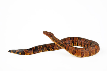 Naklejka premium Neuguinea-Boa (Candoia aspera) - New Guinea ground boa