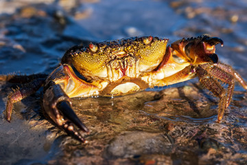 red crab