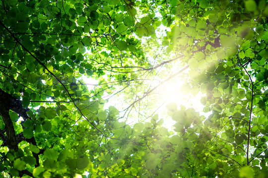 Background of green summer foliage in the sun. Desktop Wallpapers