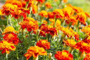 Marigold flowers