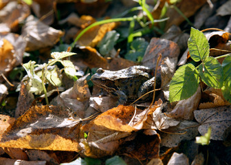 Лягушка/Frog
