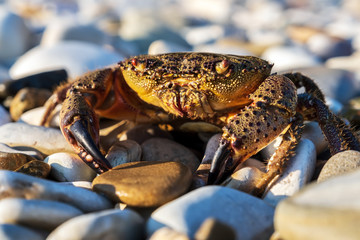 crab on the beach