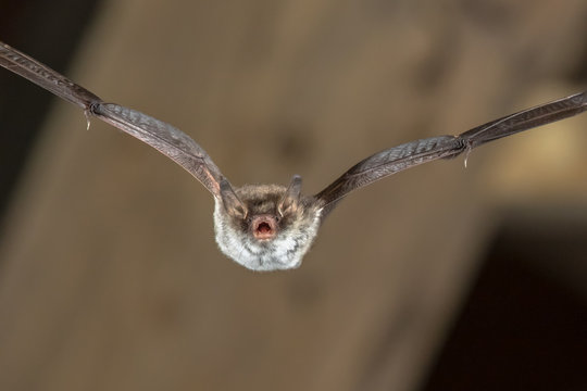 Flying Natterers bat