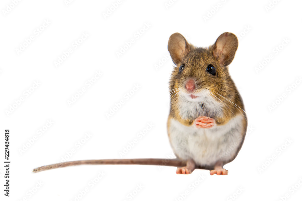 Wall mural cute field mouse on white background