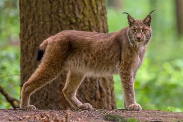 Deurstickers Lynx Euraziatische lynx in boshabitat