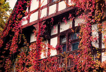 Fototapeta na wymiar Window and wall of old house with wild grape on it in autumn time