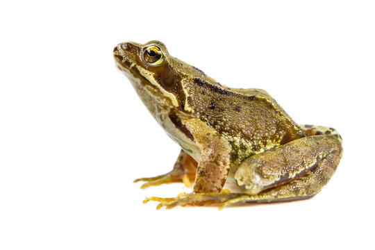 Cut out Common frog on white background