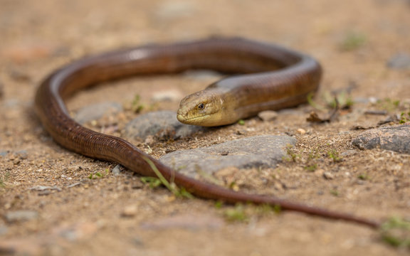 Large Sheltopusik reptile