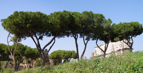maritime pine (Pinus Pinaceae) tree in Rome
