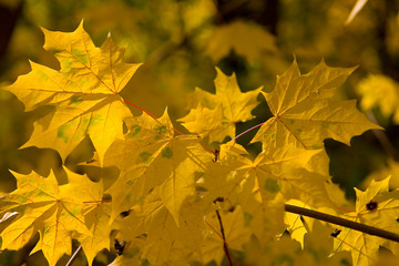 Yellow beautiful maple leaves on a branch.