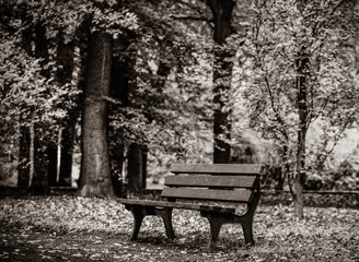 Old bench in the park of Wroclaw, Poland