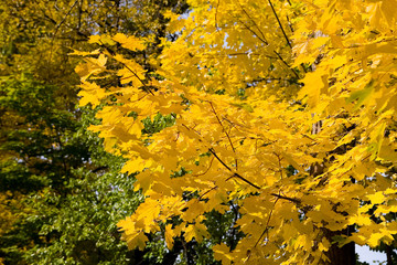 Yellow beautiful maple leaves on a branch.