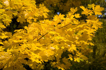 Yellow beautiful maple leaves on a branch.