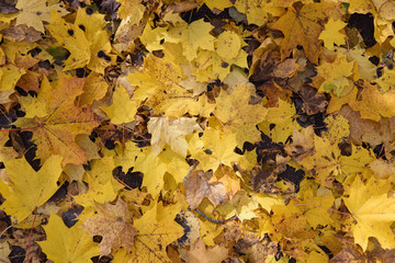 Autumn background. Fallen yellow maple leaves on ground texture