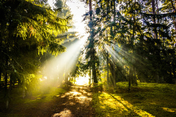 Fototapeta na wymiar Misty sunlight in the forest