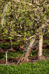 anchor holding trees 