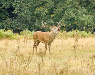 Naklejka na ściany i meble red deer stag in the forest