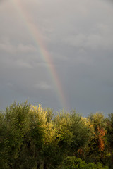 arcobaleno sugli ulivi foto Monorato