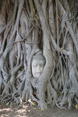statue of buddha in tree thailand