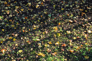 Autumn leaves in the forest or in the park are lit by the sun. Colorful background. Autumn blurred background. Selective focus, top view, place for text.