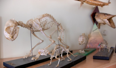 The skeletons of cats and rats for teaching biology in school.