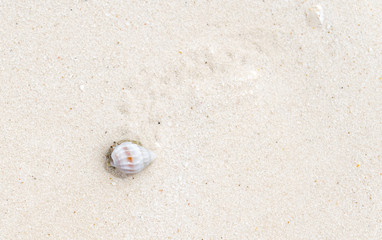 Fototapeta na wymiar Small crab on the Maldivian beach.