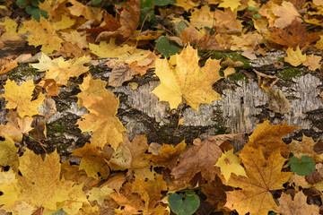 Fall background. Yellow maple leaves on ground and birch log
