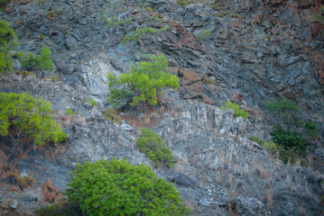 the plants on the rocks