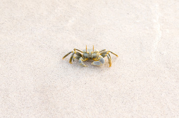 Crab on the Maldivian beach.