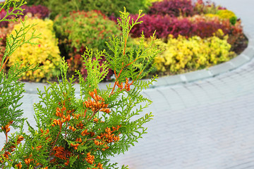 Fototapeta na wymiar Thuja on the background of flower beds. Decorative flowerbed at sunset. Natural stone in landscape design. Selective focus, close-up, side view, copy space, layout.