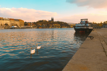 City of Prague, embankment along the Vltava, swans on the river