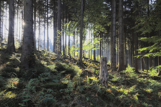 Deister - Fichtenwald im Gegenlicht, Deutschland
