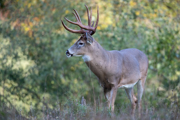 Naklejka na ściany i meble A mature buck whitetail deer.