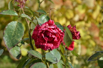 autumn flowers, autumn, Flower, flowers beautiful