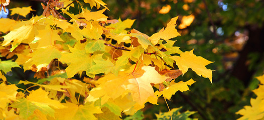 Autumn leaves in the forest or in the park are lit by the sun. Colorful background. Autumn blurred background. Selective focus, side view, place for text.