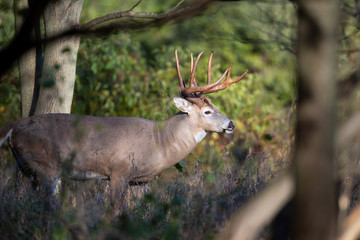 Buck whitetail deer stepping into a sunbeam.