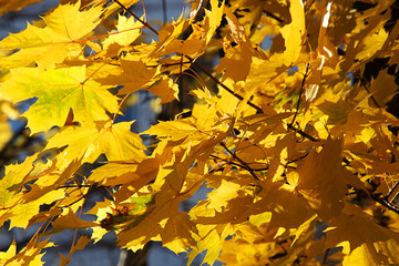 Autumn leaves in the forest or in the park are lit by the sun. Colorful background. Autumn blurred background. Selective focus, side view, place for text.