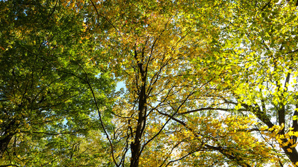 Fototapeta na wymiar autumn leaves fall colours