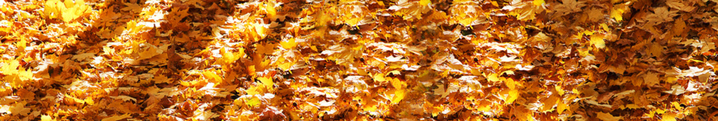 Autumn leaves in the forest or in the park are lit by the sun. Colorful background. Autumn blurred background. Selective focus, top view, place for text. Banner