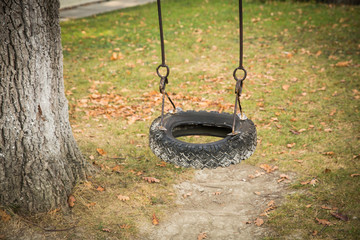 Tire swing hanging on a tree in a field