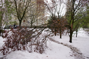 Złamane drzewo, śnieżyca. © shake_pl