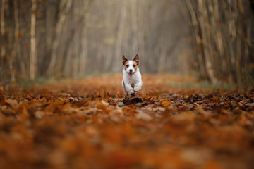 Naklejka na ściany i meble dog in the autumn leaves running in the Park. Pet on nature. Funny and cute Jack Russell Terrier