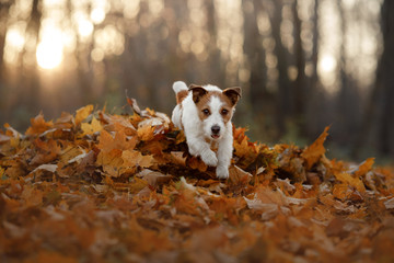 dog in the autumn leaves running in the Park. Pet on nature. Funny and cute Jack Russell Terrier