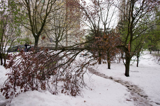 Złamane drzewo, śnieżyca.